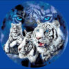№57 Тигры 32-2499-НТ (2011-04) оригинал №57 Тигры 32-2499-НТ (2011-04) оригинал